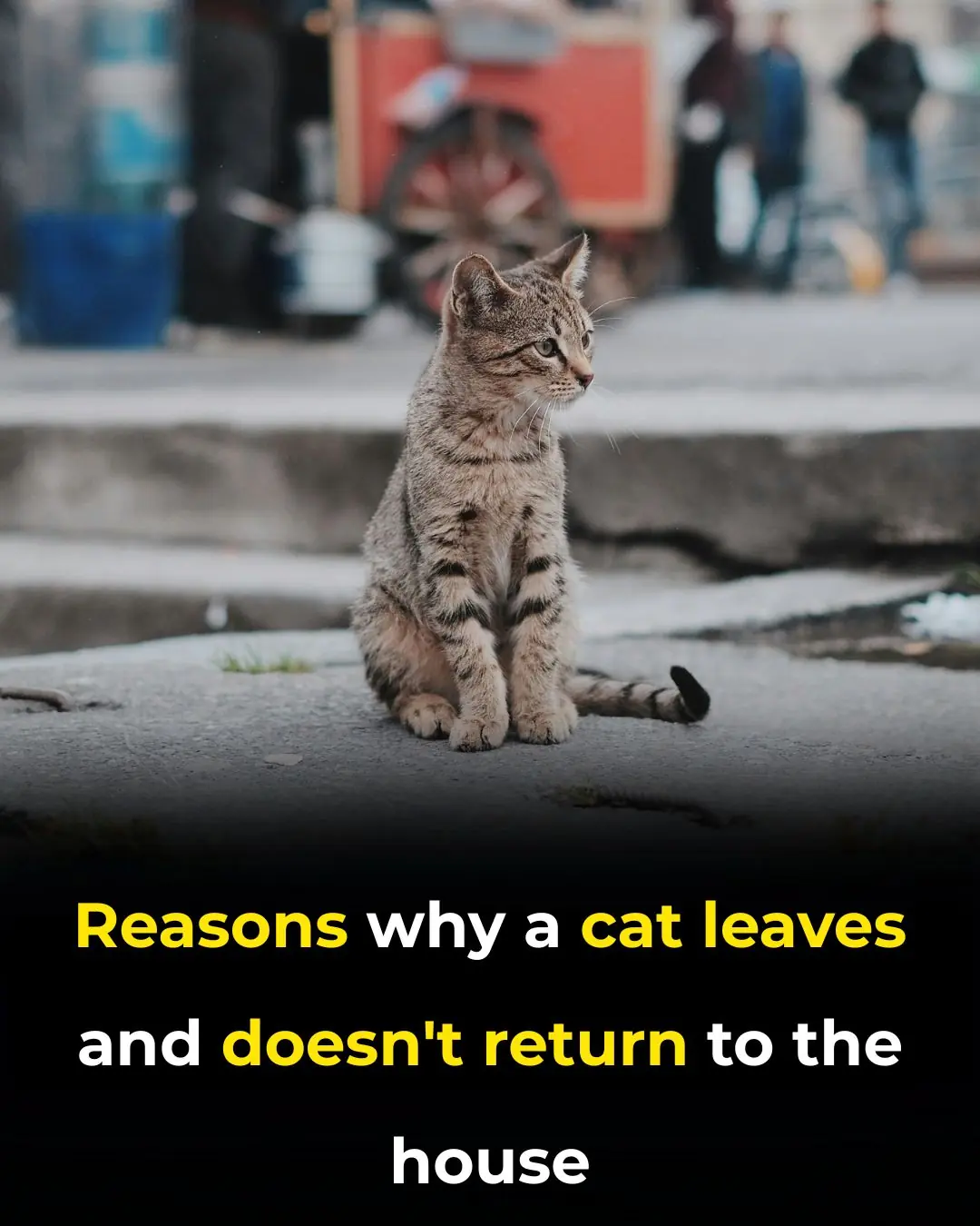 Why Cats Leave Home and Don’t Return