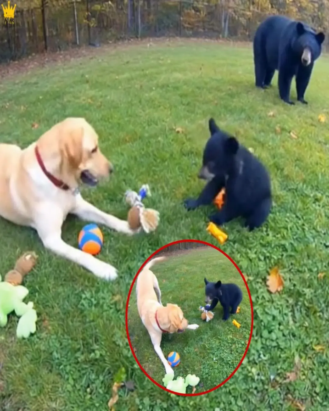 The Dog, the Cub, and the Silent Mother — A Moment That Melted the Wild
