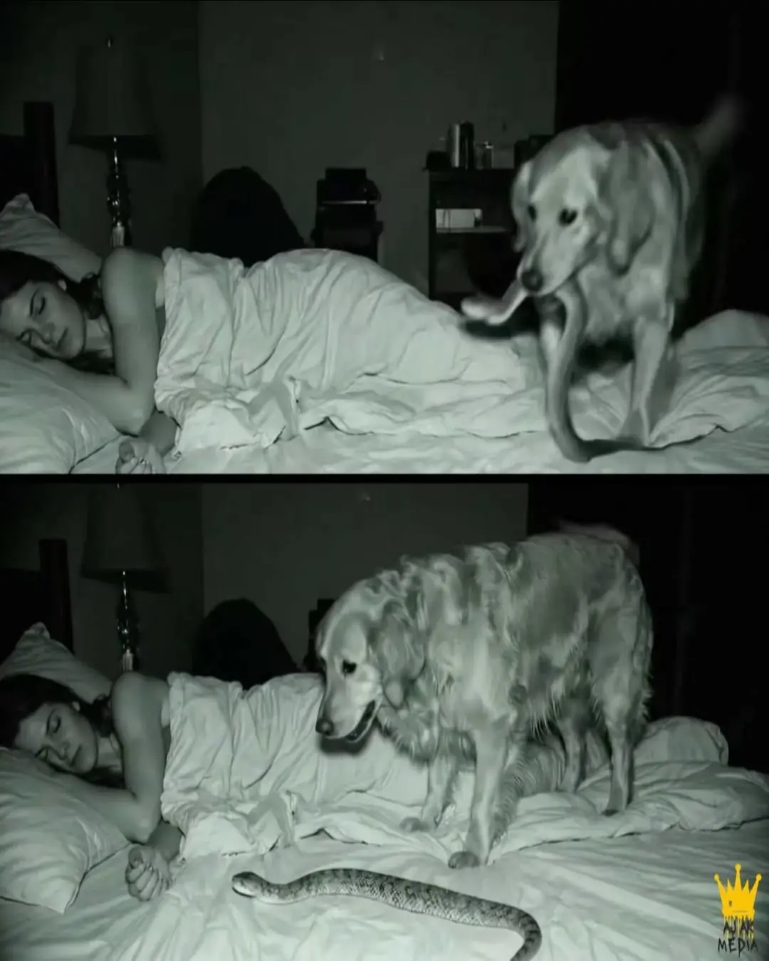 When Playtime Gets Too Real: Golden Retriever Swaps Toy Snake for the Live Version