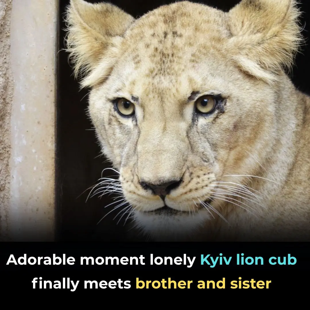 Adorable moment lonely Kyiv lion cub finally meets brother and sister
