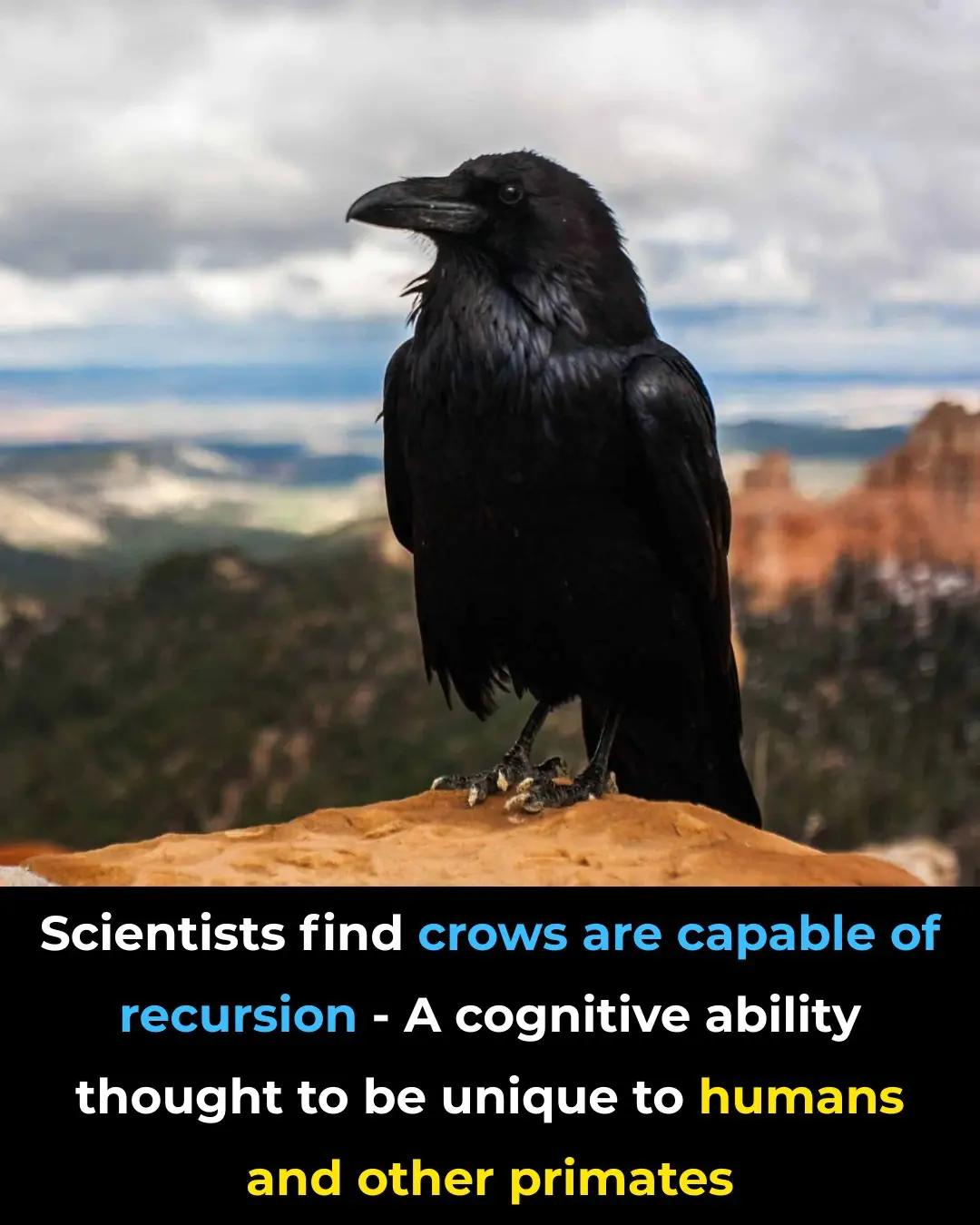 Scientists Find Crows Are Capable of Recursion — A Cognitive Ability Thought to Be Unique to Humans and Other Primates