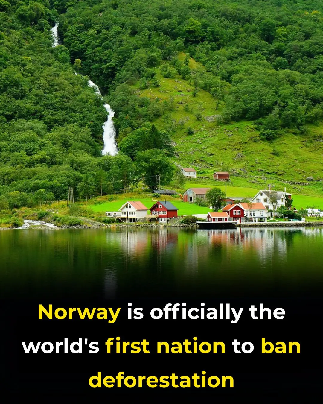 Norway Is the World’s First Nation to Ban Deforestation