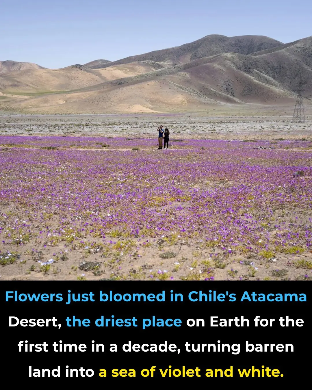 Why Driest Desert on Earth Sometimes Blooms? And What Secrets Revealed?
