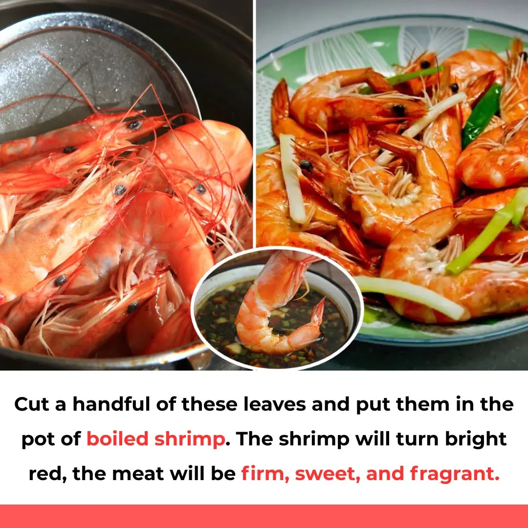 Cut a handful of these leaves and put them in the pot of boiled shrimp. The shrimp will turn bright red, the meat will be firm, sweet, and fragrant.