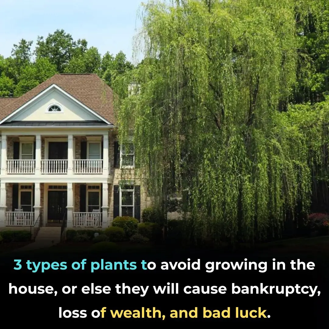 3 types of plants to avoid growing in the house, or else they will cause bankruptcy, loss of wealth, and bad luck.