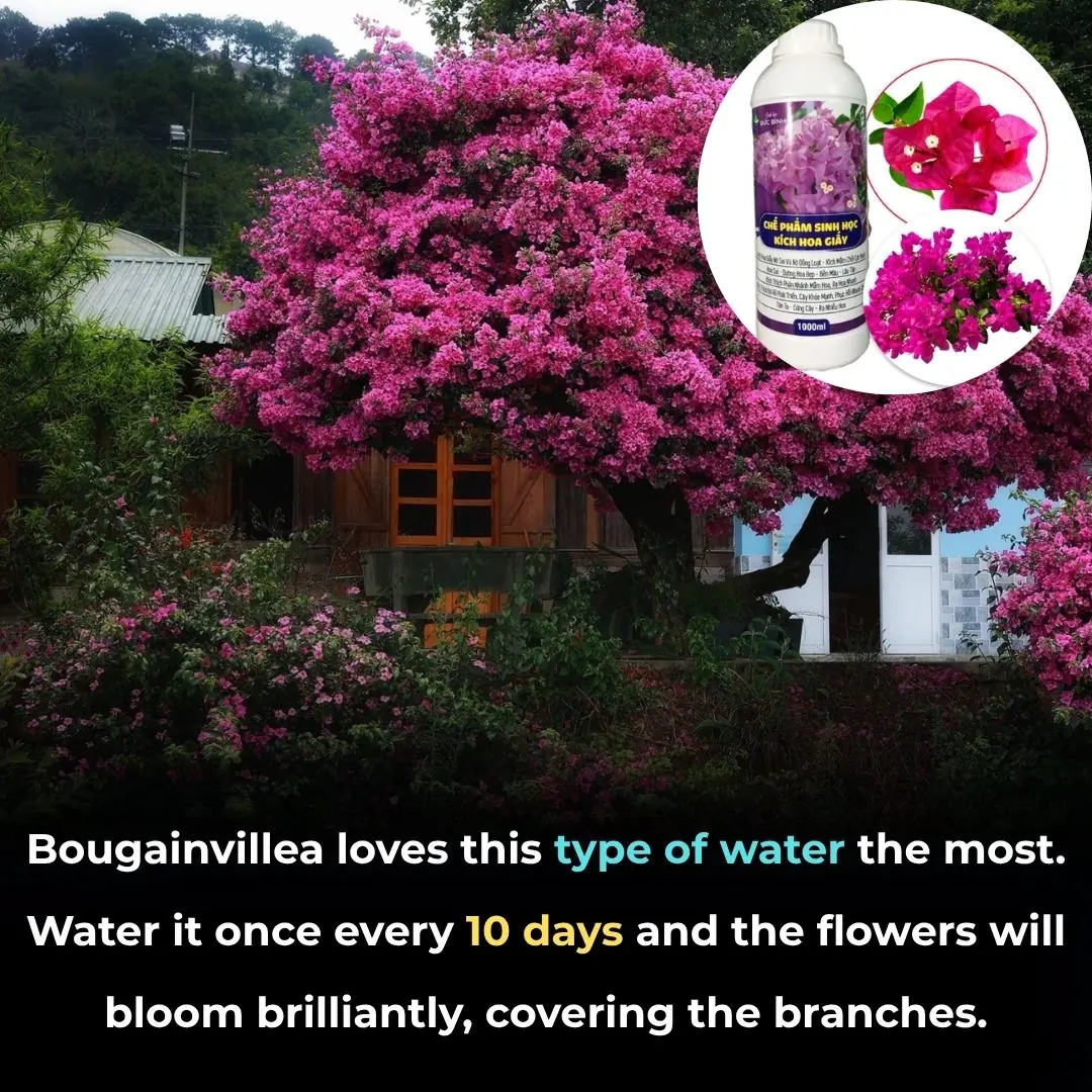 Bougainvillea loves this type of water the most. Water it once every 10 days and the flowers will bloom brilliantly, covering the branches.