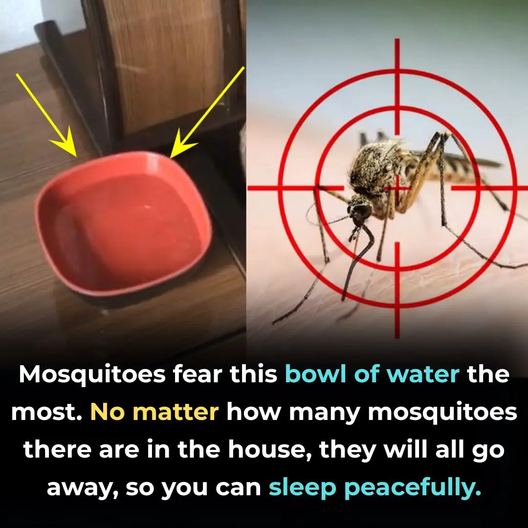 Mosquitoes fear this bowl of water the most. No matter how many mosquitoes there are in the house, they will all go away, so you can sleep peacefully.