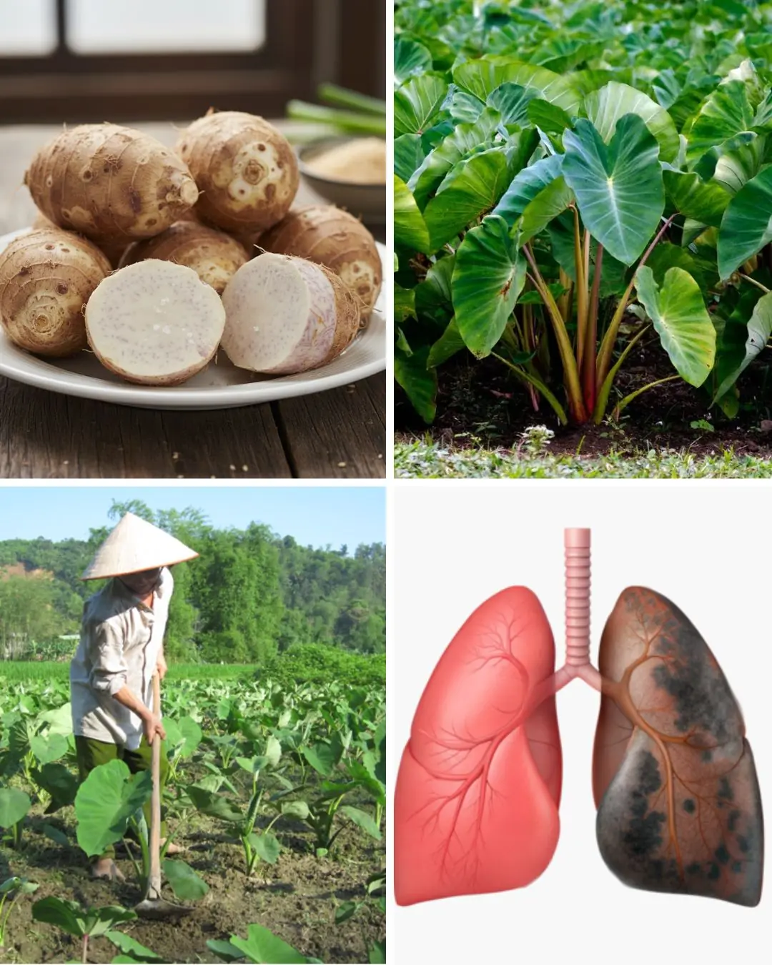 🌱 Taro Unraveled: The Hidden Power of This Ancient Root