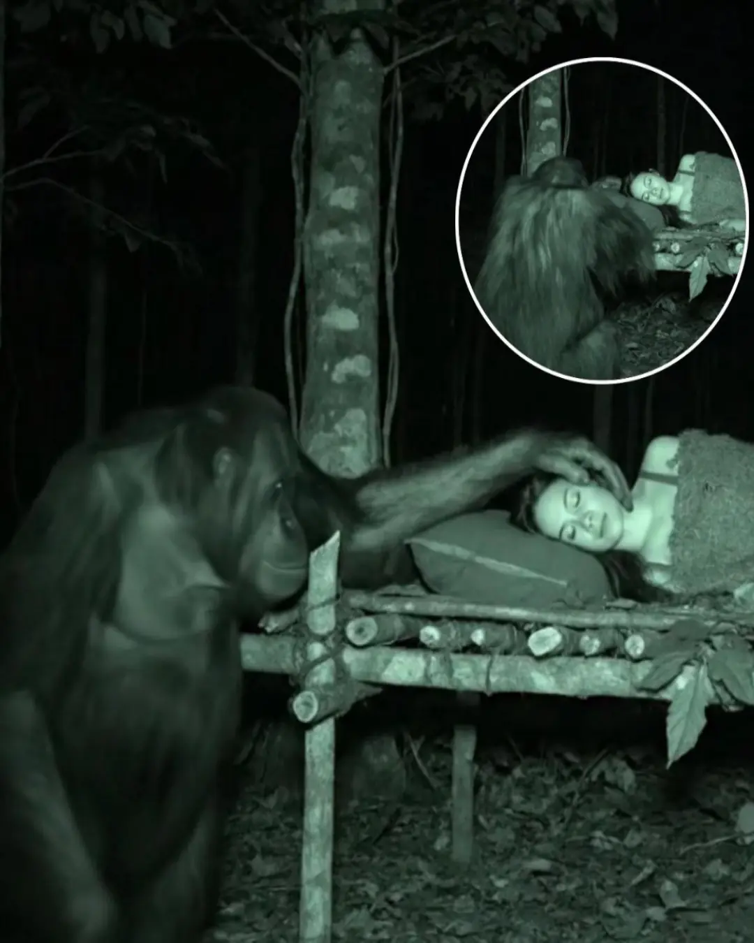 Orangutan Secretly Watches Over Woman During Jungle Survival Challenge
