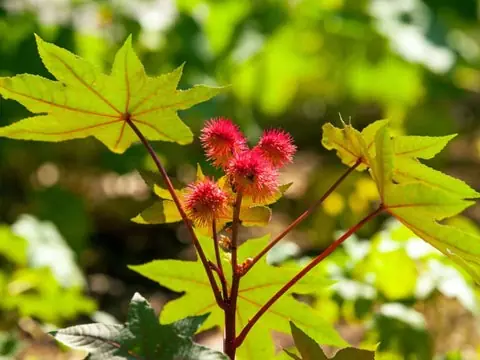 The Power of Castor Leaves: Nature’s Hidden Gift