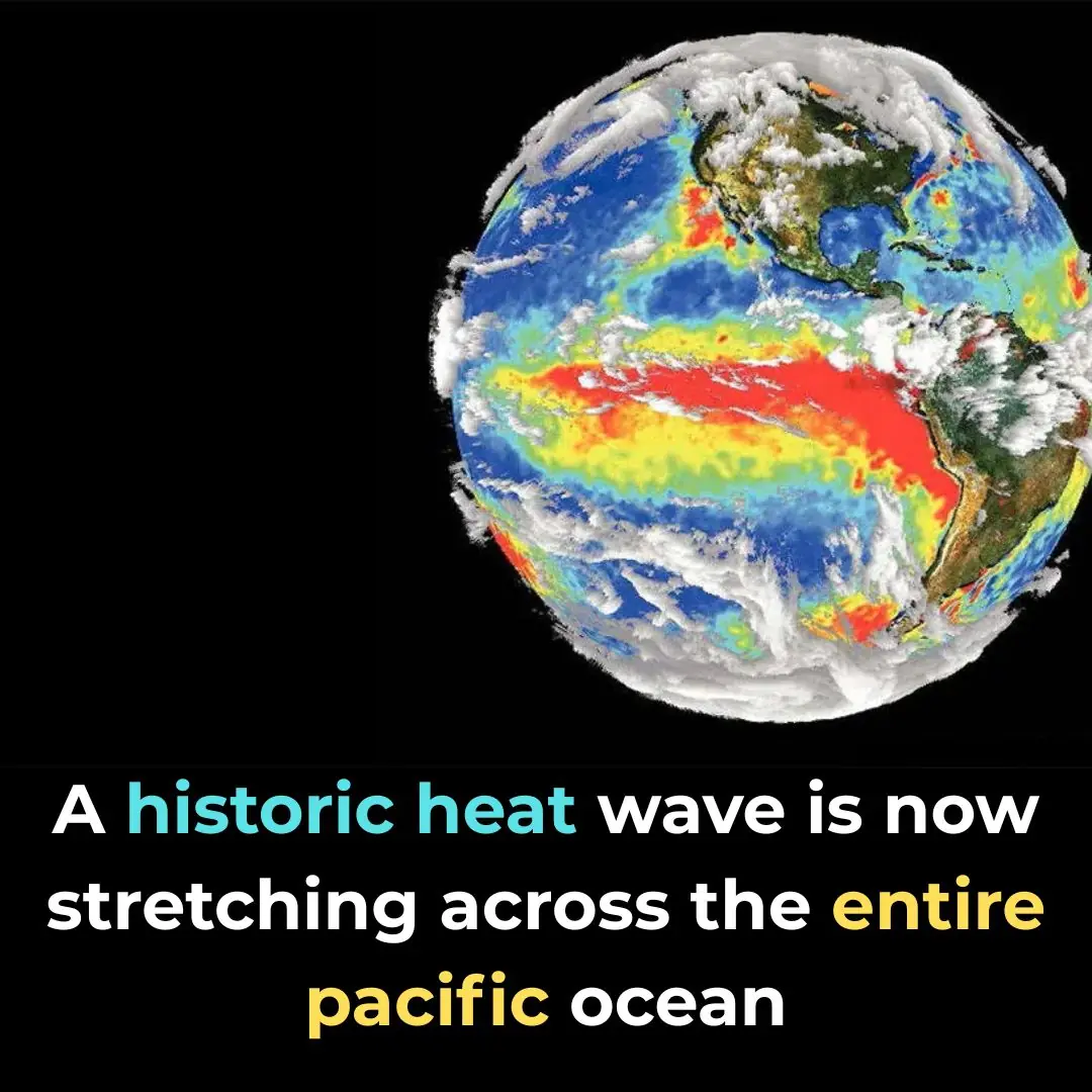 The Pacific Ocean Is Boiling: “The Blob” Marine Heatwave Returns Bigger and Hotter Than Ever