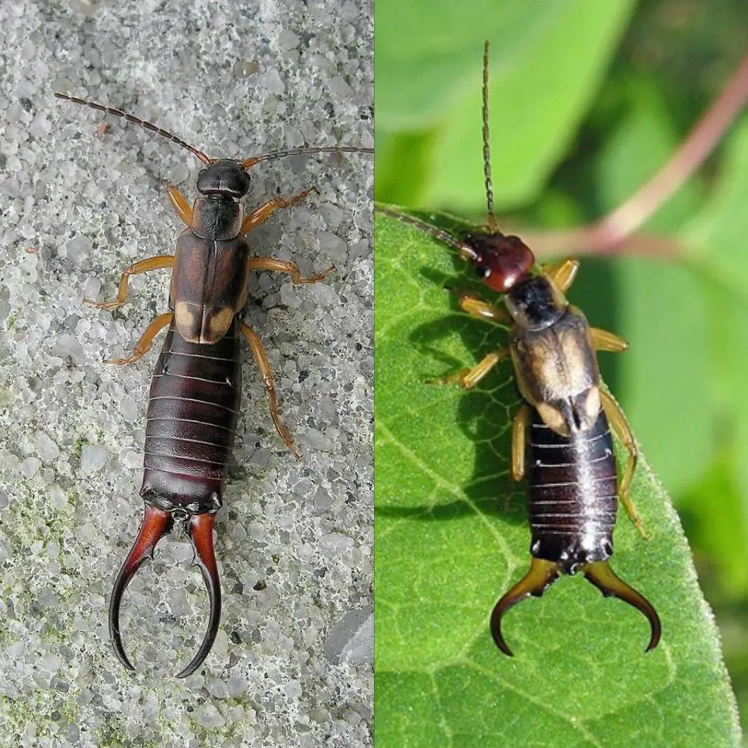 How to Handle Earwigs in Your Home
