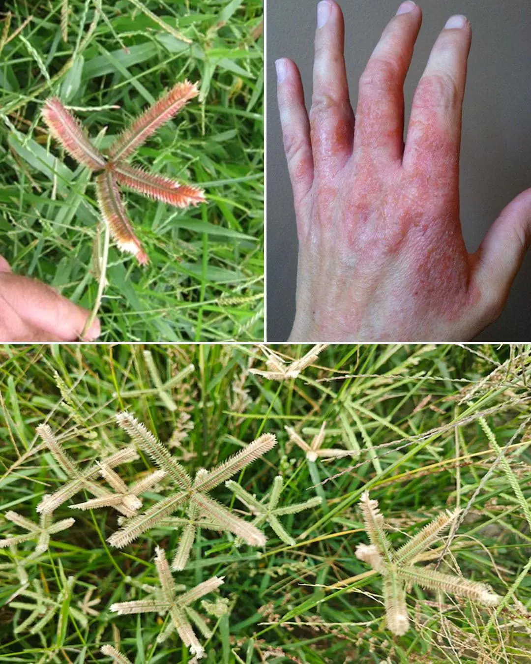 Crowfoot Grass Benefits: The Overlooked Weed With Powerful Healing Properties
