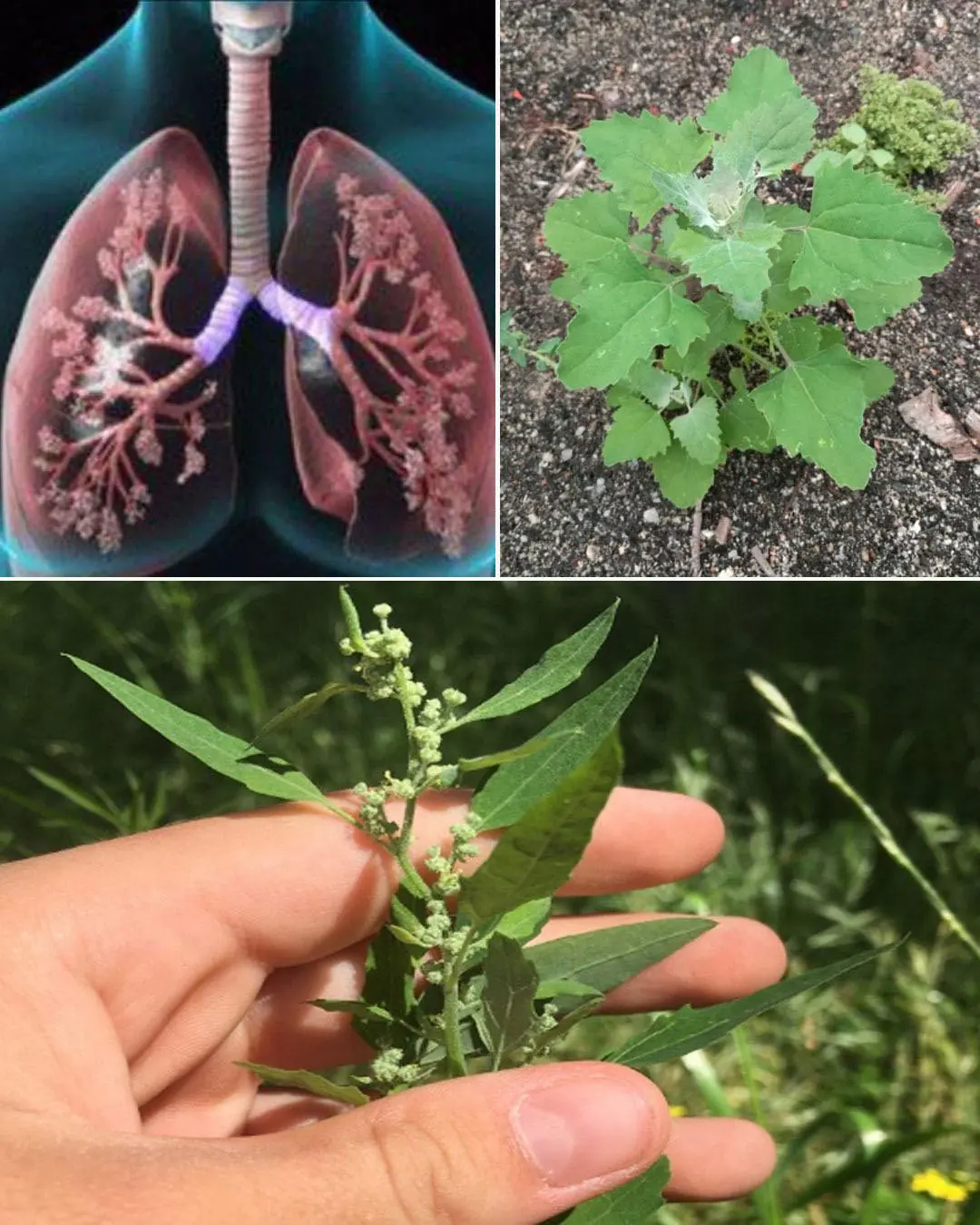 Lamb’s Quarters/Wild Spinach a superfood with health benefits