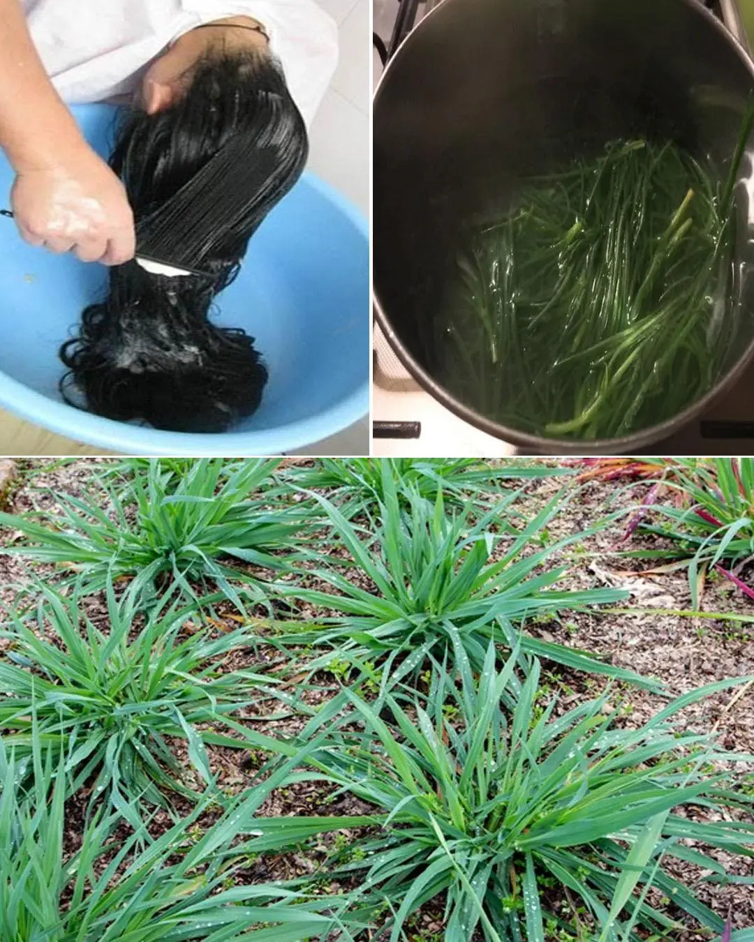 Crabgrass for Hair Loss: Natural Remedies and Uses