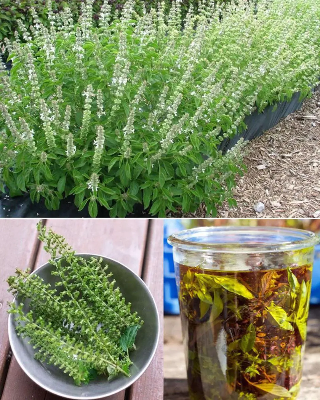Basil flowers uses and benefits