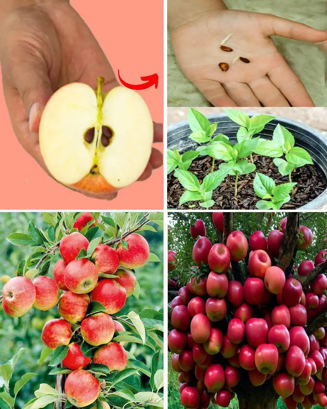 How to Grow an Apple Tree from SEED to FRUIT in 3 YEARS!
