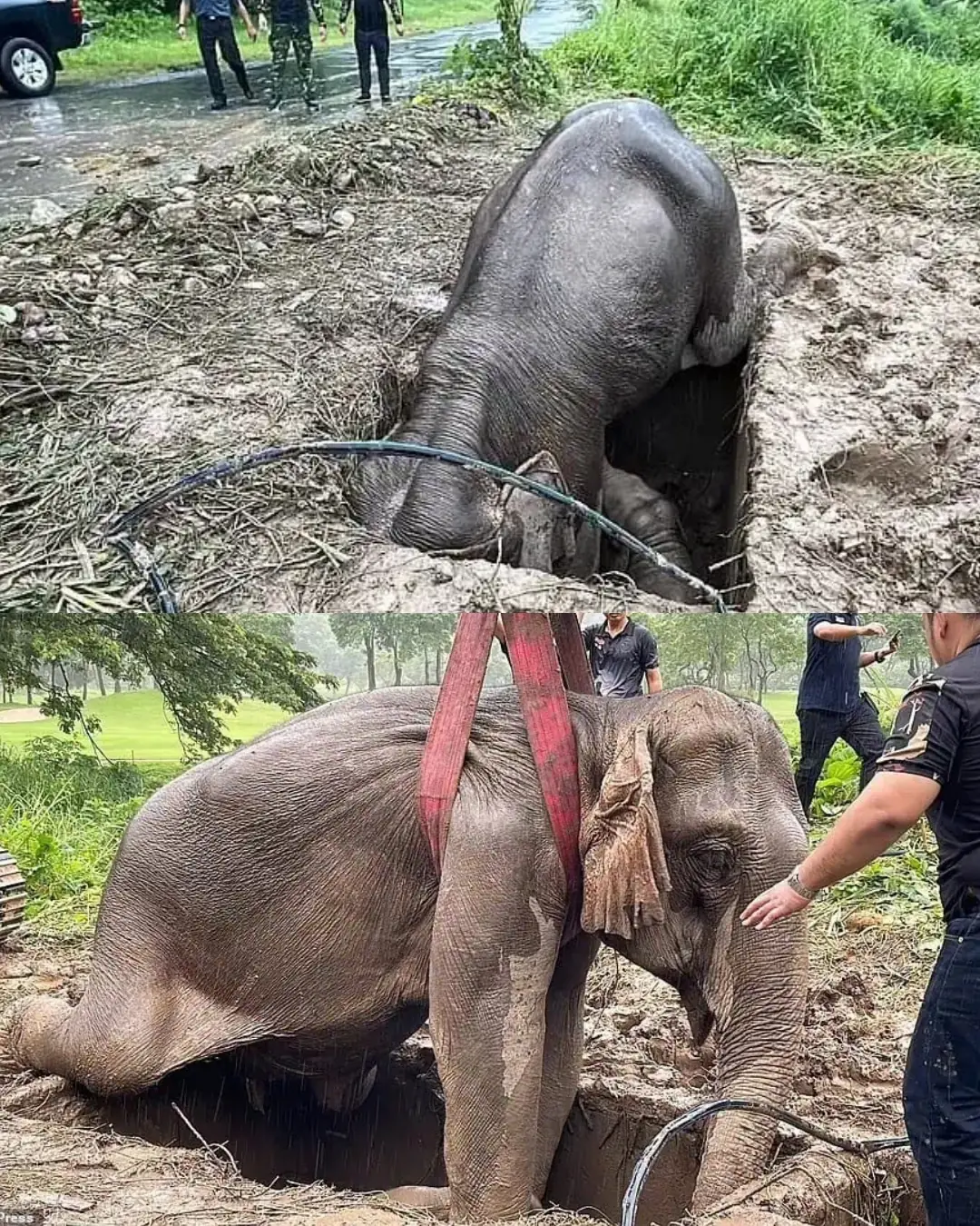 A Mother’s Heart: The Elephant Who Came Back to Life for Her Calf.