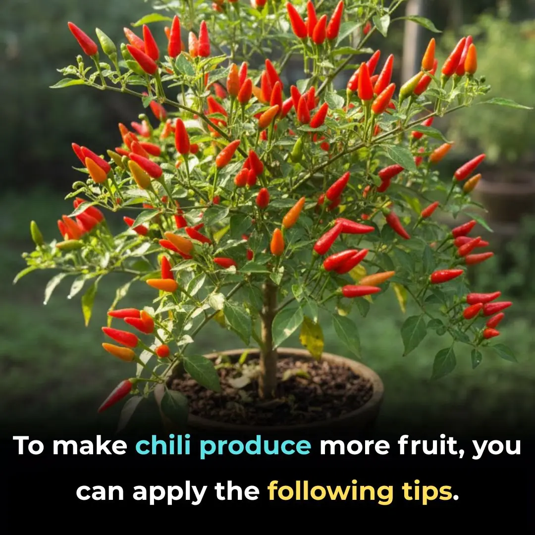 To make chili produce more fruit, you can apply the following tips.