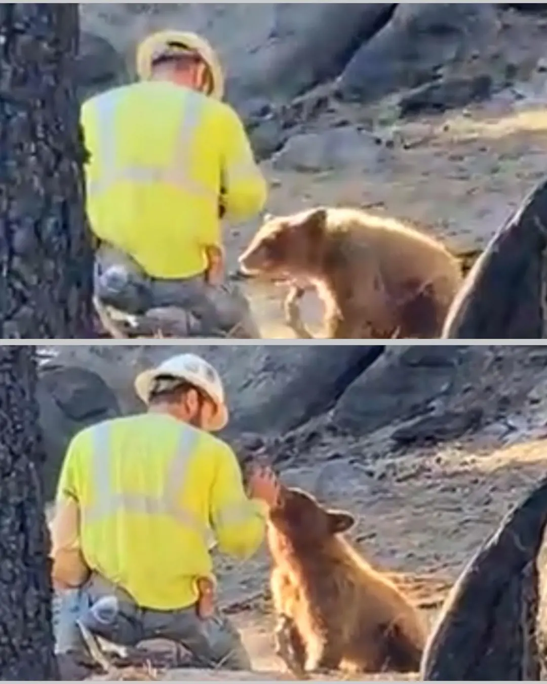 “I’d Rather Lose My Job Than Watch a Baby Starve” — The Logger Who Chose Compassion Over Rules
