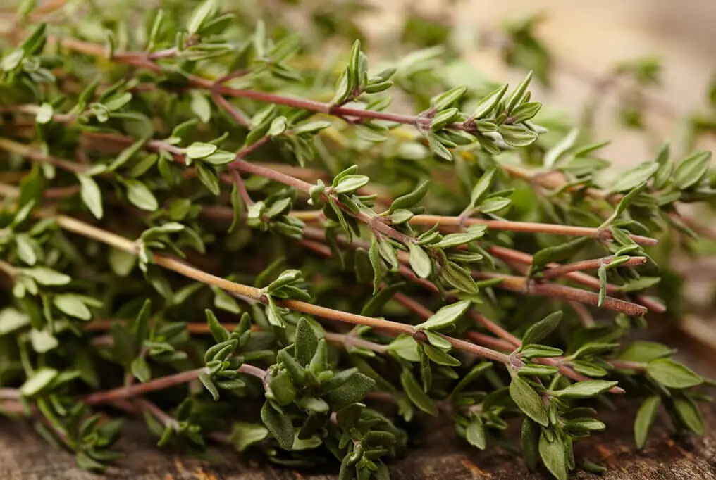 Science-Backed Benefits of Thyme: From Blood Pressure to Bronchitis Relief