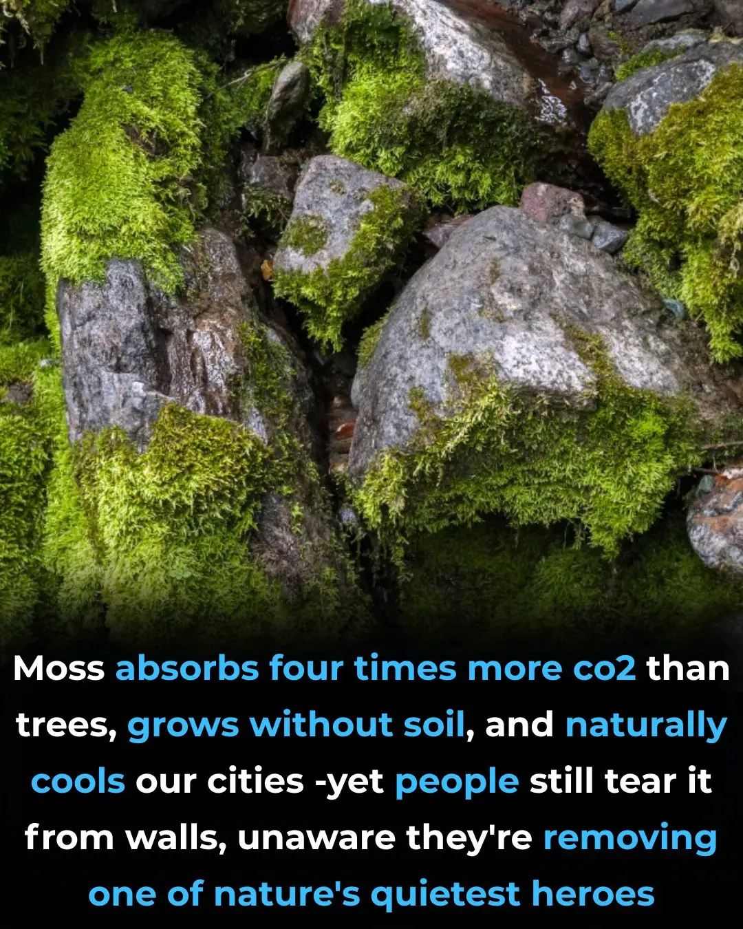 The Mighty Moss: Nature’s Unsung Superhero