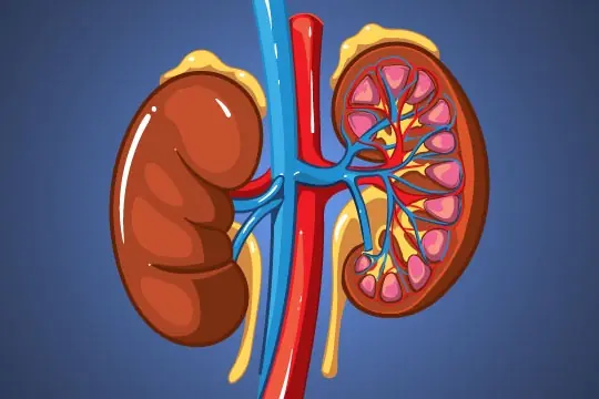 Healing Kidneys Naturally with Herbal Leaves: Supportive Strategies