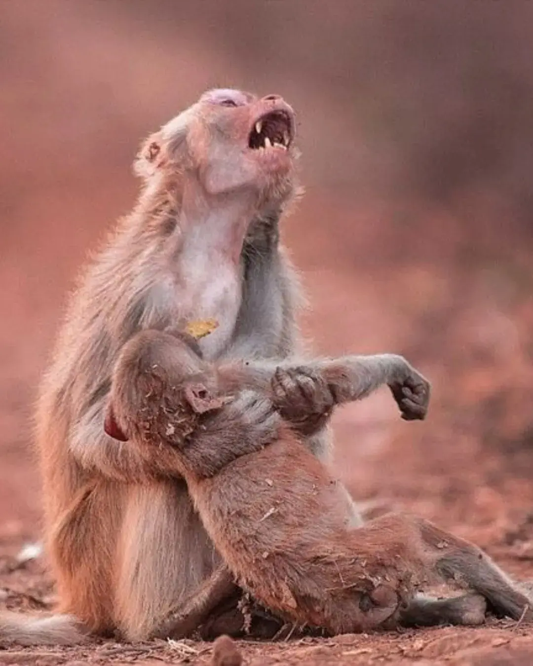 A Mother’s Love Knows No Species