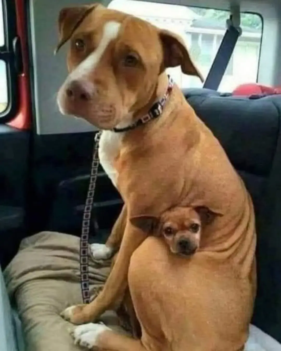 She Refused to Leave Without Her Best Friend—So They Adopted Them Both