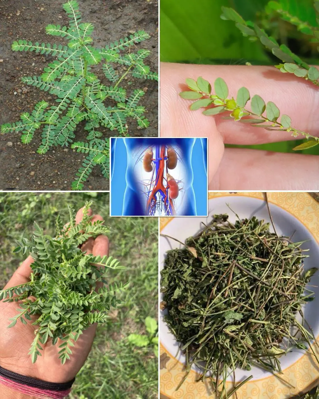 Chanca Piedra (Stonebreaker): Benefits and Uses