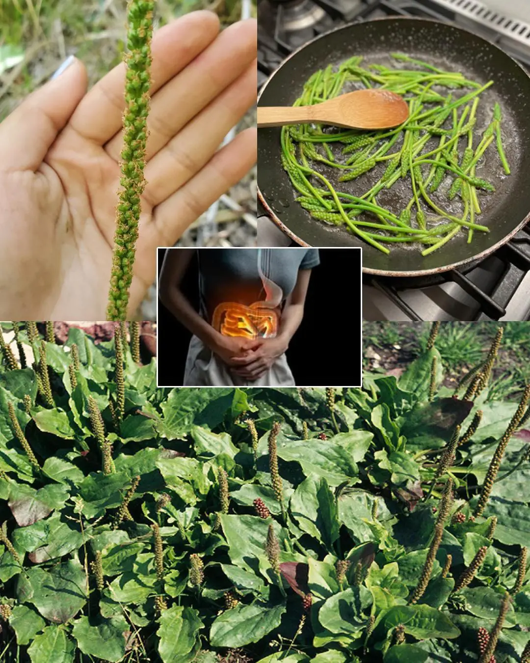 7 benefits and uses of Plantago Major