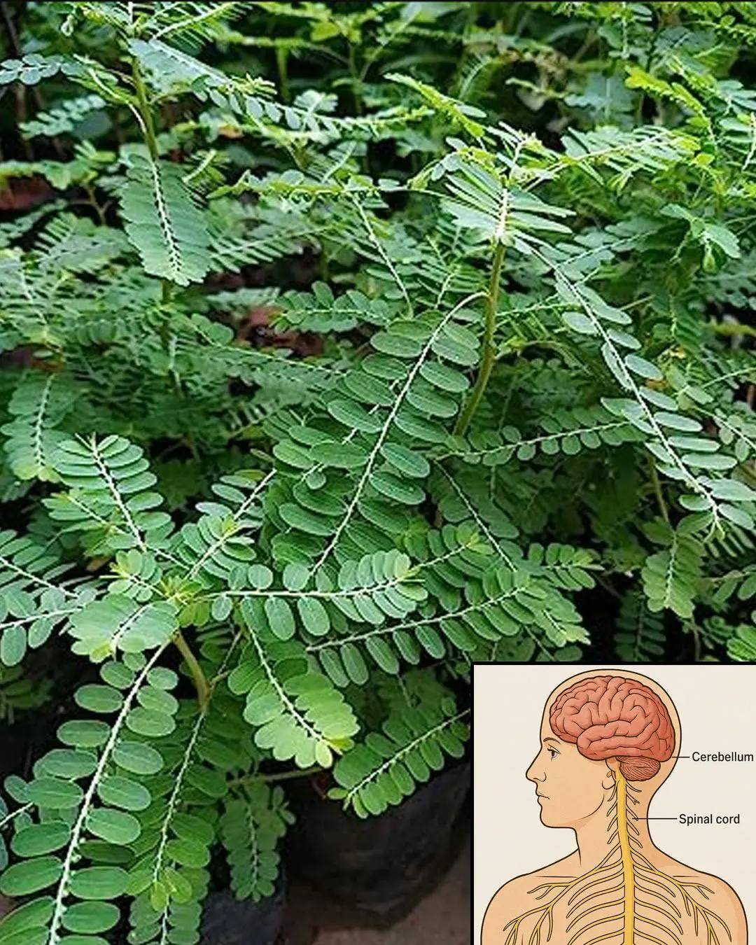 Chanca Piedra (Stonebreaker): Benefits and Uses