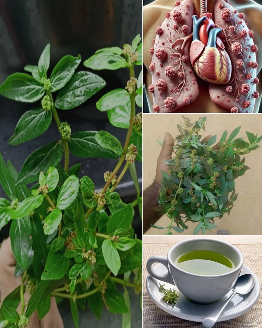 Asthma Plant Tea – Benefits and Uses of Euphorbia hirta
