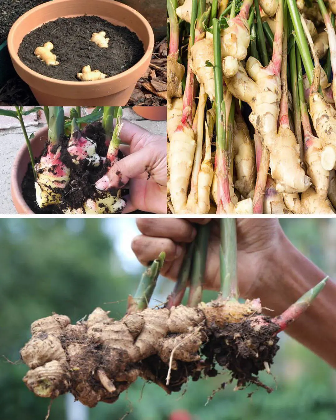 How to grow ginger at home to have an endless supply (and make it flower)