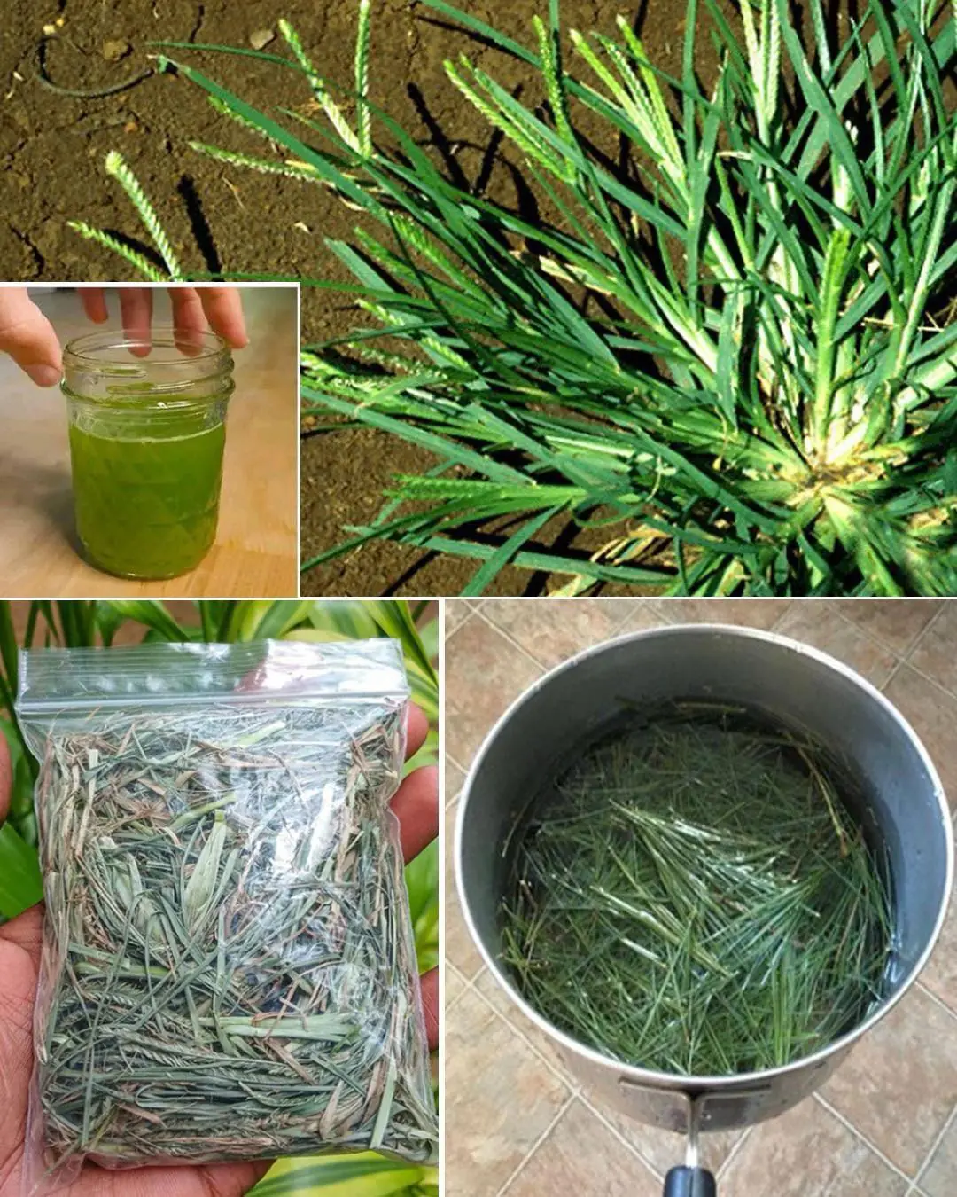 Goosegrass: Health Benefits and Uses