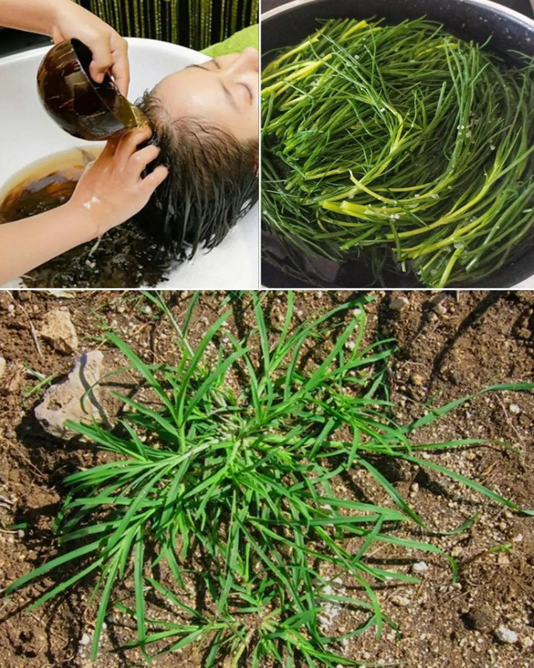 Crabgrass for Hair Loss: Natural Remedies and Uses