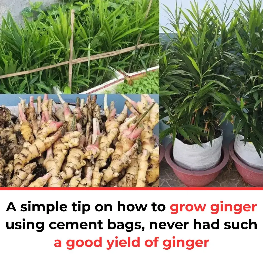 A simple tip on how to grow ginger using cement bags, never had such a good yield of ginger