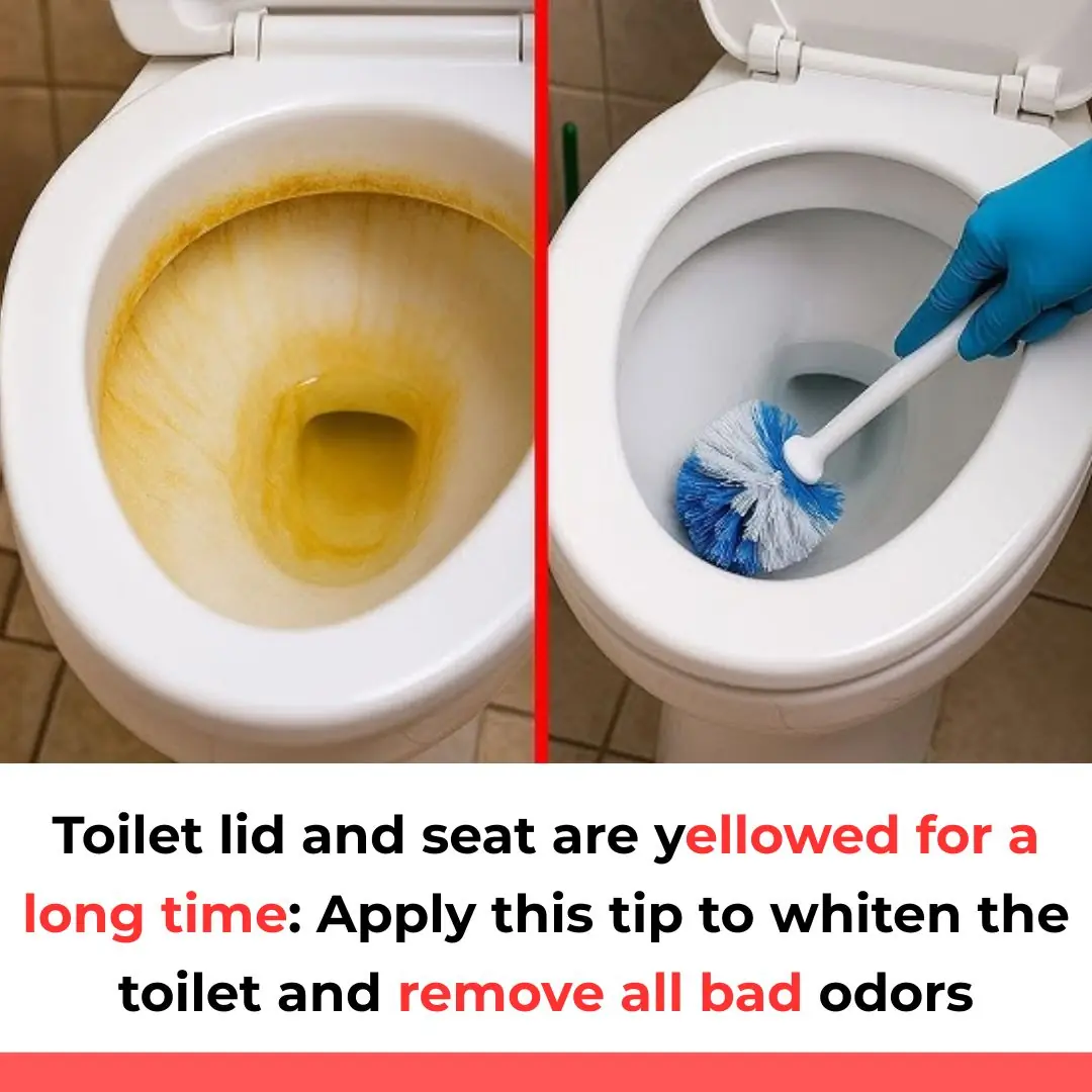 Toilet lid and seat are yellowed for a long time: Apply this tip to whiten the toilet and remove all bad odors