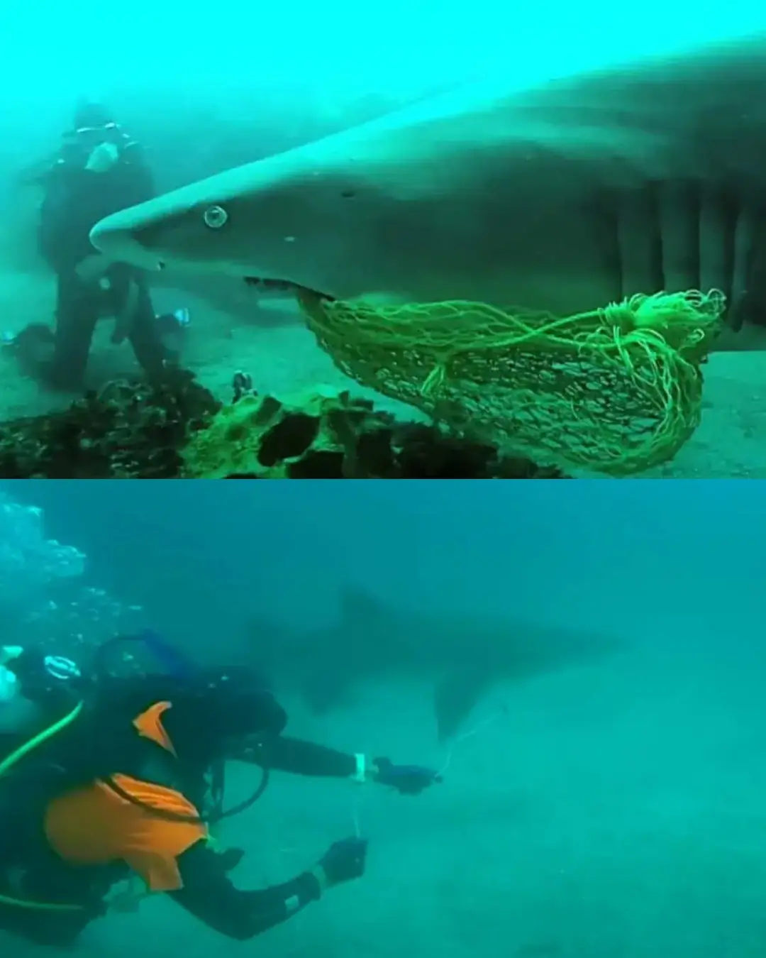 The Shark Who Came Back to Say Thank You.