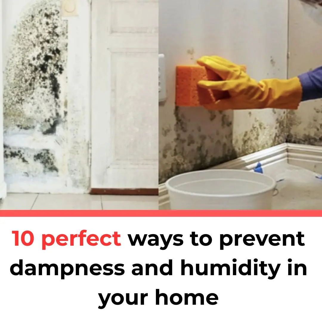 10 perfect ways to prevent dampness and humidity in your home