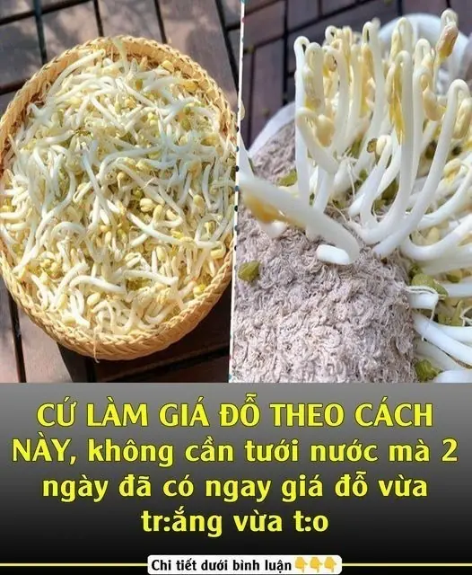 JUST MAKE BEAN SPROUTS THIS WAY, no need to water and in 2 days you will have white and delicious bean sprouts.