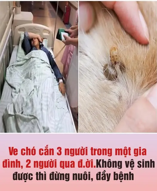 Note when dog and cat tapeworm disease is increasing👇👇