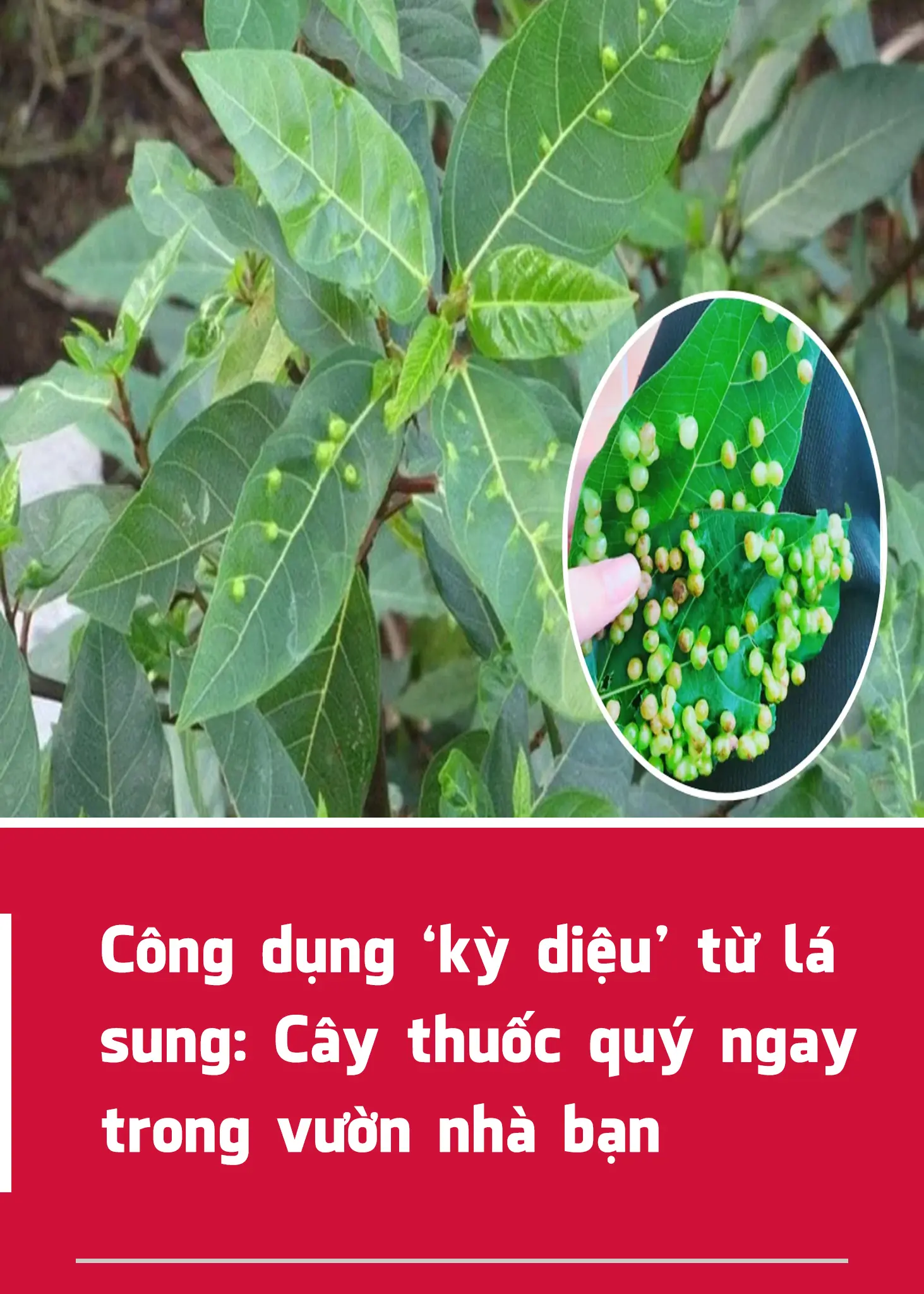 The 'miraculous' uses of fig leaves: A precious medicinal plant right in your garden