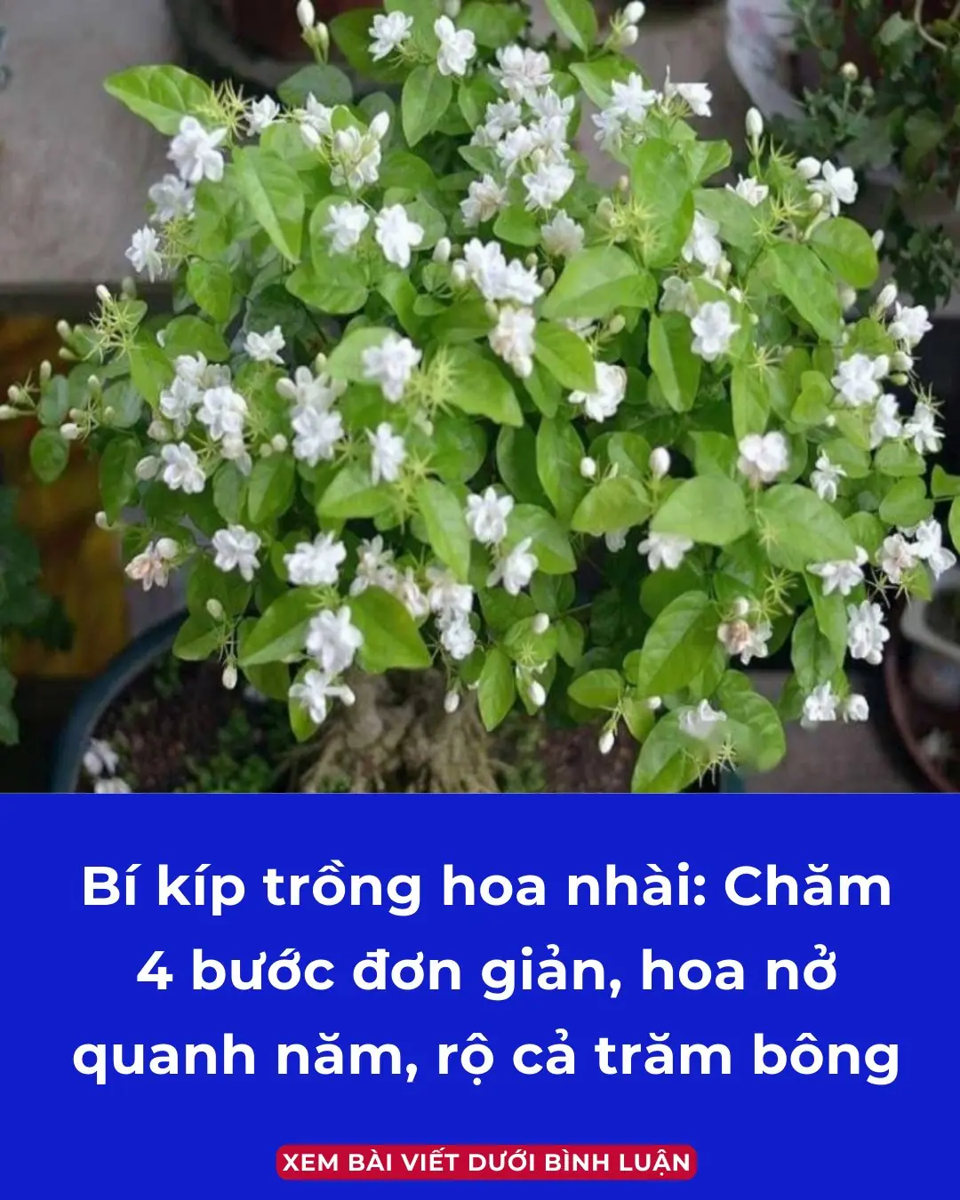 Jasmine growing tips: 4 simple steps, flowers bloom all year round, hundreds of flowers in full bloom