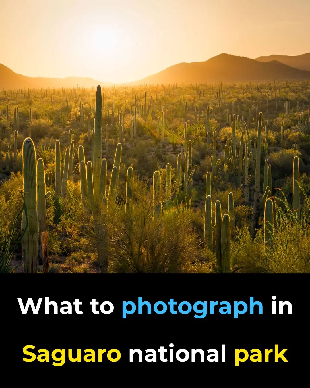 What To Photograph In Saguaro National Park