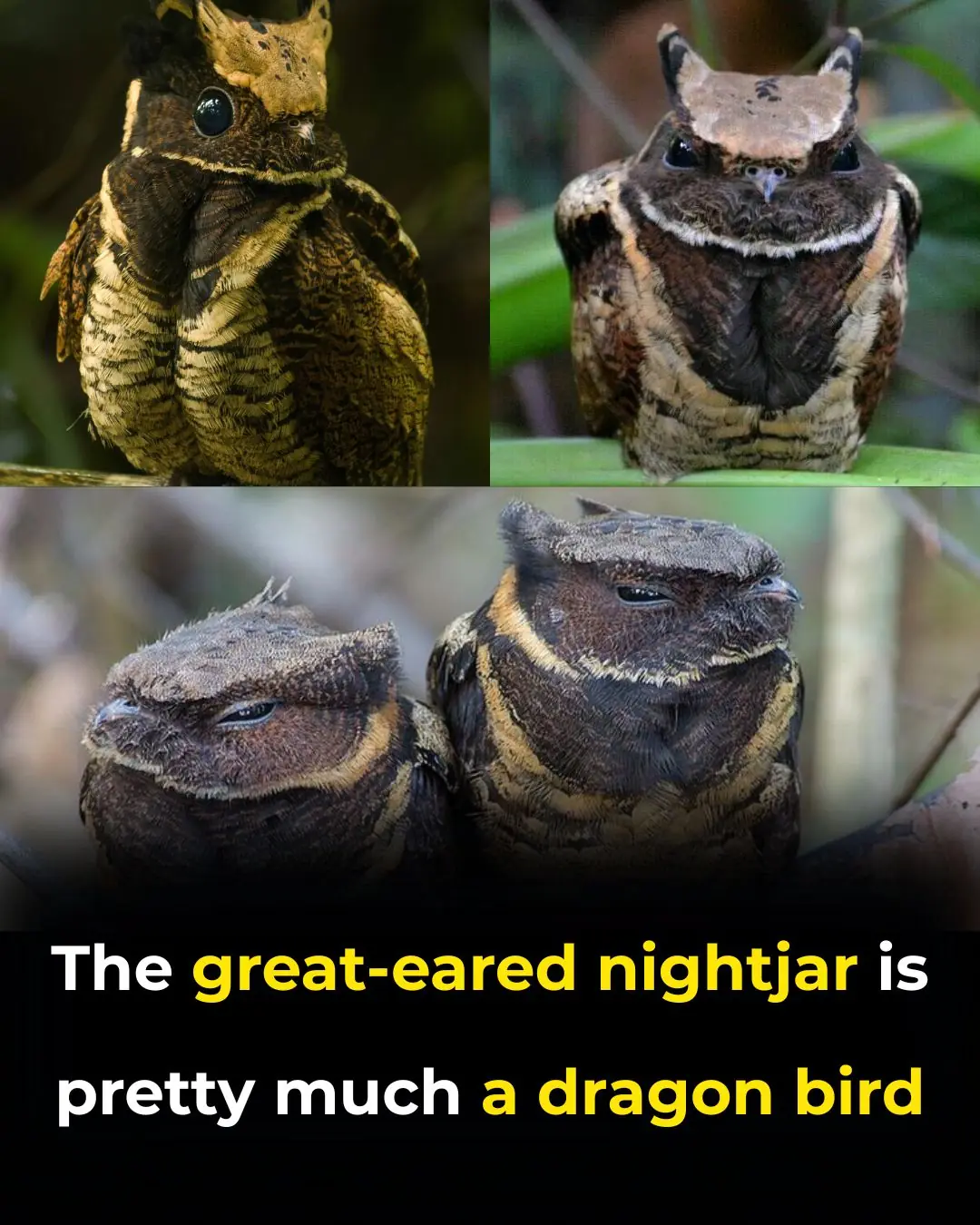 This Bird Looks Like A Fluffy Little Dragon