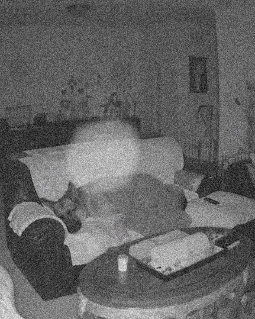 Family Believes They Captured Dogâs Spirit Leaving for Heaven