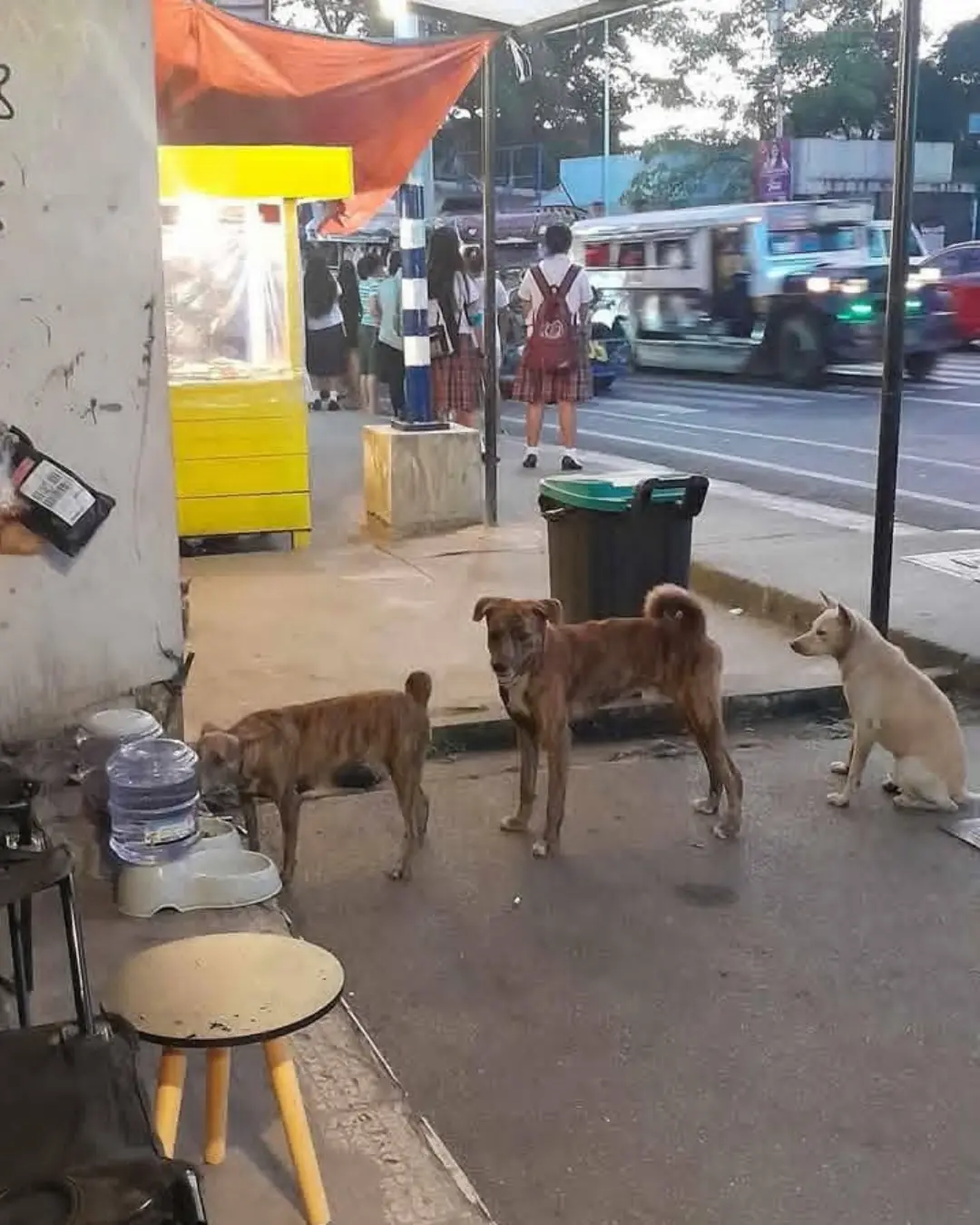 The Forgotten Souls Who Waited in Line: Lessons From Stray Dogs