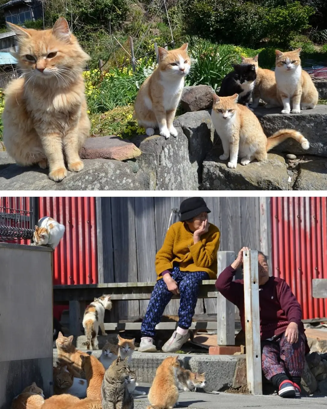 Aoshima: Japan’s Quiet Island of Cats