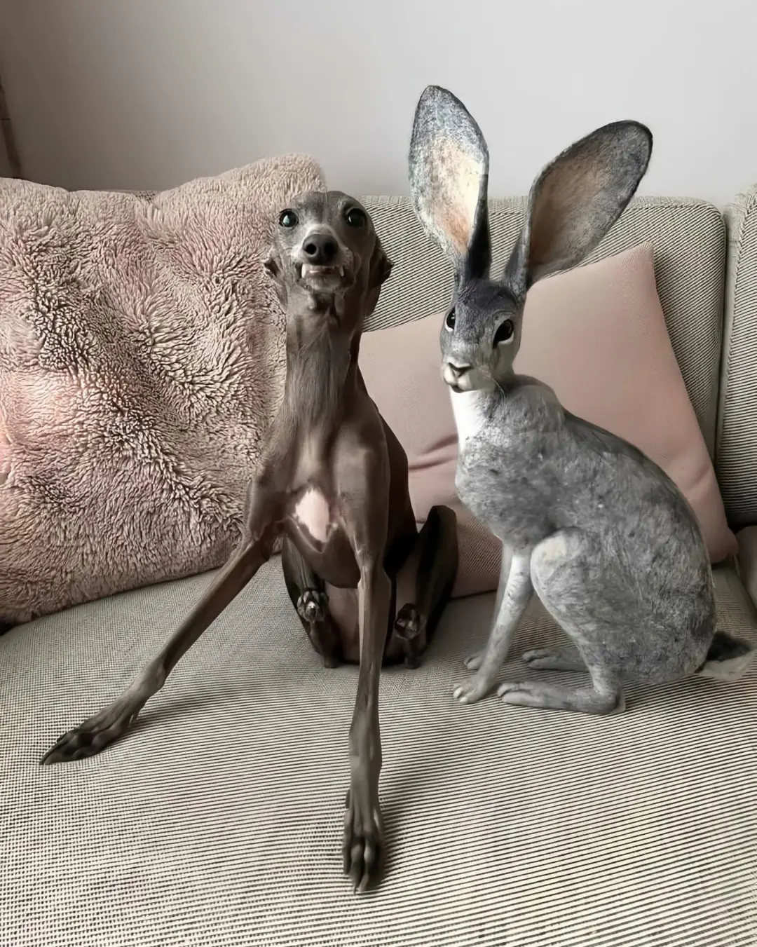 The Greyhound and the Rabbit: An Unlikely Pair That Proved Love Has No Boundaries